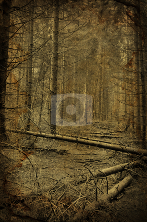 Path into creepy dark fir tree forest Path into creepy dark fir tree forest stock photo, Path into creepy dark fir tree forest grunge photo with old paper effect by Fotosutra.com