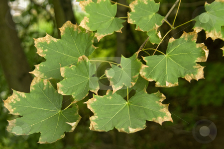 To use this stock image in your creative project, please select the size you need over to the right and click the "Add to Cart" button.
Your downloaded image will come with the Cutcaster watermark removed so don’t worry about the watermark you see on this page. Leaf Edges Curl, Autumn Enters stock photo, Autumn begins with the brown, curling edges of summer's green leaves; cool breezes, falling night temperatures, and chemical changes that change the color of leaves; by Florence McGinn