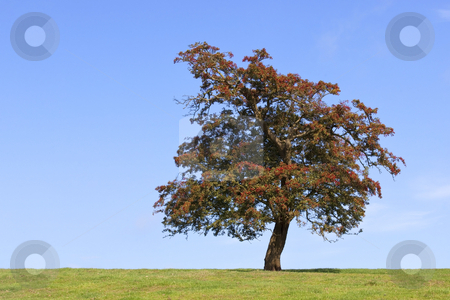 hawthorn tree. A lone hawthorn tree on the