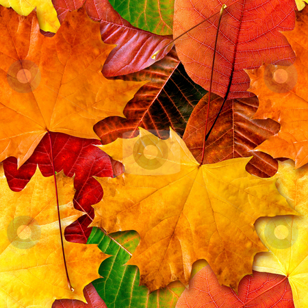 Fall leafs seamless background. Fall leafs seamless background. stock photo, Fall leafs seamless background - texture pattern for continuous replicate. See more seamless backgrounds in my portfolio. by Oleksiy Fedorov
