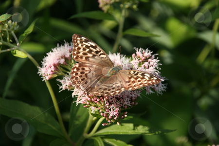 To use this stock image in your creative project, please select the size you need over to the right and click the "Add to Cart" button.
Your downloaded image will come with the Cutcaster watermark removed so don’t worry about the watermark you see on this page. Silver-washed Fritillary (Argynnis paphia) stock photo, Silver-washed Fritillary (Argynnis paphia) - female on a flower by Torsten Dietrich