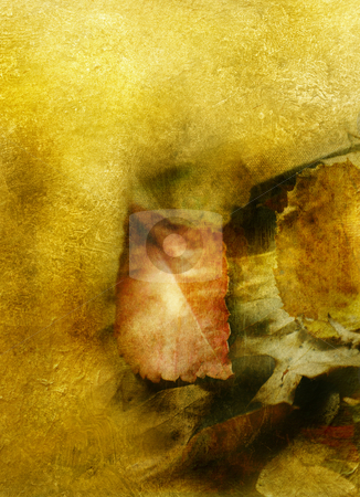 Autumn Autumn stock photo, Autumn leaves with texture overlay by HD Connelly