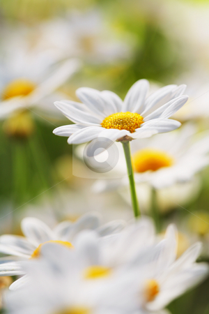 Summer Flower Summer Flower stock photo, An early summer flower. Very short depth-of-field. by Stocksnapper