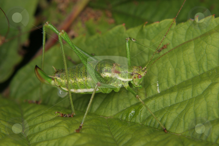 Speckled bush-cricket (Leptophyes punctatissima) Speckled bush-cricket (Leptophyes punctatissima) stock photo, Female of a speckled bush-cricket (Leptophyes punctatissima) shortly after mating by Torsten Dietrich