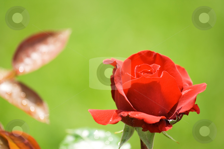 To use this stock image in your creative project, please select the size you need over to the right and click the "Add to Cart" button.
Your downloaded image will come with the Cutcaster watermark removed so don’t worry about the watermark you see on this page. Red rose stock photo, Beautiful red rose in the garden by Gordan Poropat