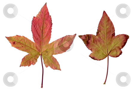 To use this stock image in your creative project, please select the size you need over to the right and click the "Add to Cart" button.
Your downloaded image will come with the Cutcaster watermark removed so don’t worry about the watermark you see on this page. Maple leaves stock photo, Maple leaves isolated on white background. by Homydesign