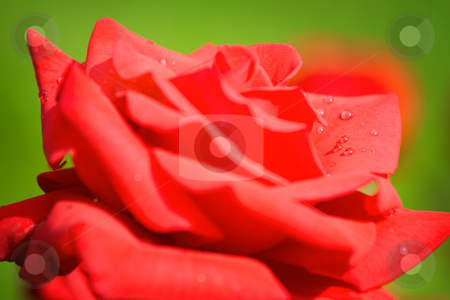 To use this stock image in your creative project, please select the size you need over to the right and click the "Add to Cart" button.
Your downloaded image will come with the Cutcaster watermark removed so don’t worry about the watermark you see on this page. Red rose stock photo, Wet red rose close up - shallow DOF photo by Gordan Poropat