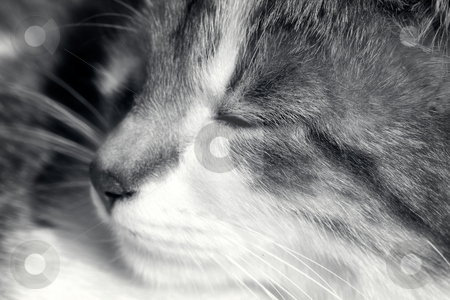Happy kitten Happy kitten stock photo, A close up of a happy kitten's face. Black and white toned soft focus photo by Gordan Poropat