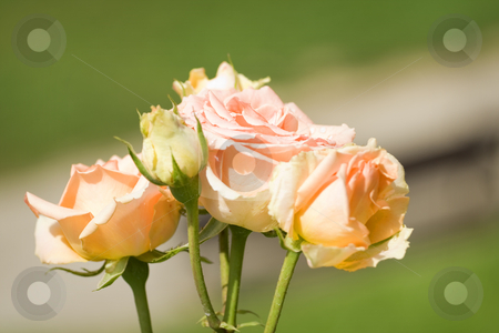 To use this stock image in your creative project, please select the size you need over to the right and click the "Add to Cart" button.
Your downloaded image will come with the Cutcaster watermark removed so don’t worry about the watermark you see on this page. Roses stock photo, Beautiful roses in the garden by Gordan Poropat