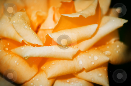 To use this stock image in your creative project, please select the size you need over to the right and click the "Add to Cart" button.
Your downloaded image will come with the Cutcaster watermark removed so don’t worry about the watermark you see on this page. Rose stock photo, Wet red close up - shallow DOF photo by Gordan Poropat