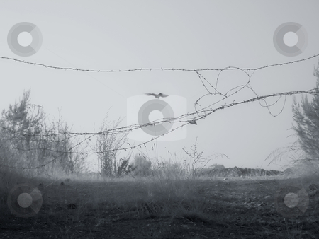 Freedom Freedom stock photo, Conceptual freedom , a flying bird seen through the barbed wire by Gordan Poropat