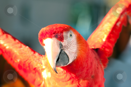 To use this stock image in your creative project, please select the size you need over to the right and click the "Add to Cart" button.
Your downloaded image will come with the Cutcaster watermark removed so don’t worry about the watermark you see on this page. Colorful parrot stock photo, Colorful Parrot by Gunter Nezhoda