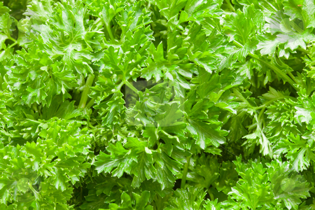 Parsley Parsley stock photo, Parsley (Petroselinum) is a bright green biennial herb, often used as spice by Alex Varlakov