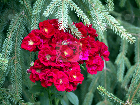 Roses and fir Roses and fir stock photo, Roses and fir tree by Heike Jestram