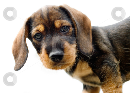 To use this stock image in your creative project, please select the size you need over to the right and click the "Add to Cart" button.
Your downloaded image will come with the Cutcaster watermark removed so don’t worry about the watermark you see on this page. Dachshund puppy stock photo, 8 week old wire-haired dachshund puppy by Stocksnapper