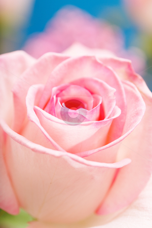Pink Rose Pink Rose stock photo, Pink Hybrid Tea Rose. Short depth-of-field by Stocksnapper