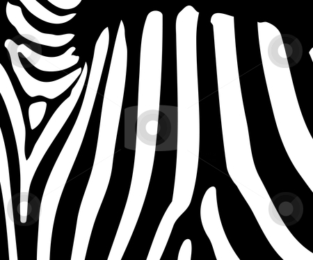 black and white zebra print background. of lack and white zebra