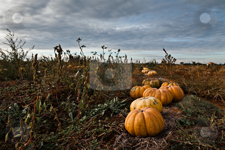 Pumpkins Field Pumpkins Field stock photo, Pumpkins in a field under a dramatic sky by Fred DE BAILLIENCOURT