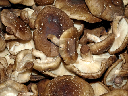 Shiitake Shiitake stock photo, Shiitake mushroom at a farmer market by Hans-Joachim Schneider