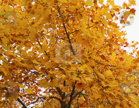 To use this stock image in your creative project, please select the size you need over to the right and click the "Add to Cart" button.
Your downloaded image will come with the Cutcaster watermark removed so don’t worry about the watermark you see on this page. Leaves stock photo, View of golden yellow leaves pending from a tree by Fabio Alcini
