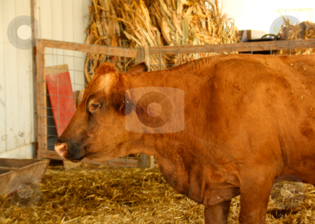 Cow Cow stock photo, Cow in a pen on the farm. by Jamie Slavy
