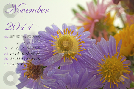 To use this stock image in your creative project, please select the size you need over to the right and click the "Add to Cart" button.
Your downloaded image will come with the Cutcaster watermark removed so don’t worry about the watermark you see on this page. November 2011 stock photo, Page of 2011 calendar for November, with purple daisy by Fabio Alcini