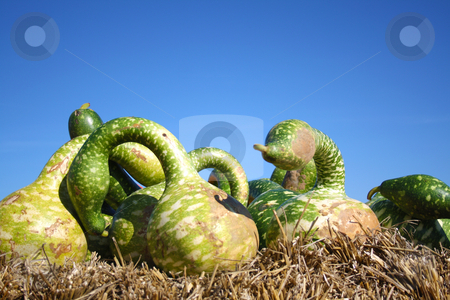 To use this stock image in your creative project, please select the size you need over to the right and click the "Add to Cart" button.
Your downloaded image will come with the Cutcaster watermark removed so don’t worry about the watermark you see on this page. Green pumpkins stock photo, Pretty different types of pumpkins for sale by Viktor Thaut