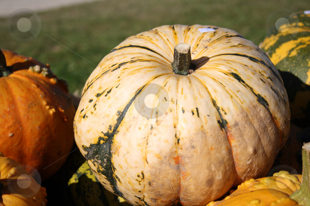 To use this stock image in your creative project, please select the size you need over to the right and click the "Add to Cart" button.
Your downloaded image will come with the Cutcaster watermark removed so don’t worry about the watermark you see on this page. Fresh pumpkins stock photo, Pretty different types of pumpkins for sale by Viktor Thaut