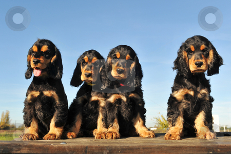 Puppies english cocker Puppies english cocker stock photo, Portrait of four puppies purebred english cocker on a blue sky by Bonzami Emmanuelle