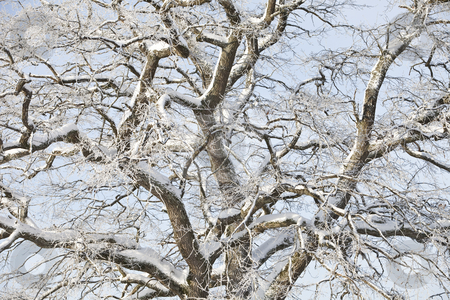 To use this stock image in your creative project, please select the size you need over to the right and click the "Add to Cart" button.
Your downloaded image will come with the Cutcaster watermark removed so don’t worry about the watermark you see on this page. Winter tree stock photo, Majestic winter tree by Anne-Louise Quarfoth