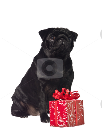 To use this stock image in your creative project, please select the size you need over to the right and click the "Add to Cart" button.
Your downloaded image will come with the Cutcaster watermark removed so don’t worry about the watermark you see on this page. Black dog with a gift stock photo, Black dog with a gift isolated on a white background by Anne-Louise Quarfoth