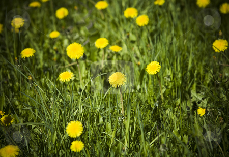 To use this stock image in your creative project, please select the size you need over to the right and click the "Add to Cart" button.
Your downloaded image will come with the Cutcaster watermark removed so don’t worry about the watermark you see on this page. Field with dandelions stock photo, Field with dandelions by Anne-Louise Quarfoth