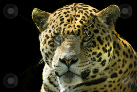 Jaguar Jaguar stock photo, Losing a staring contest to a jaguar, at the Toronto zoo. by Mary Lane