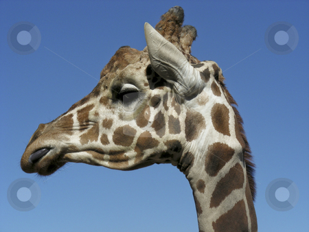 To use this stock image in your creative project, please select the size you need over to the right and click the "Add to Cart" button.
Your downloaded image will come with the Cutcaster watermark removed so don’t worry about the watermark you see on this page. Giraffe stock photo, A giraffe licking his lips and looking pleased with himself. by Mary Lane