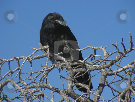 To use this stock image in your creative project, please select the size you need over to the right and click the "Add to Cart" button.
Your downloaded image will come with the Cutcaster watermark removed so don’t worry about the watermark you see on this page. Raven stock photo, Getting a thorough checking out from a raven in eastern Utah. by Mary Lane