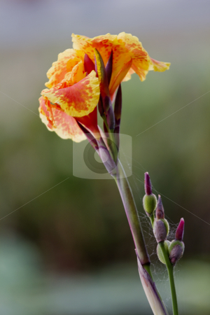 To use this stock image in your creative project, please select the size you need over to the right and click the "Add to Cart" button.
Your downloaded image will come with the Cutcaster watermark removed so don’t worry about the watermark you see on this page. Morning Bloom and Webs stock photo, Orange and yellow flower, bloom and buds, are touched with the soft lines of small webs, perspectives of nature's intertwined insect and flower life; by Florence McGinn