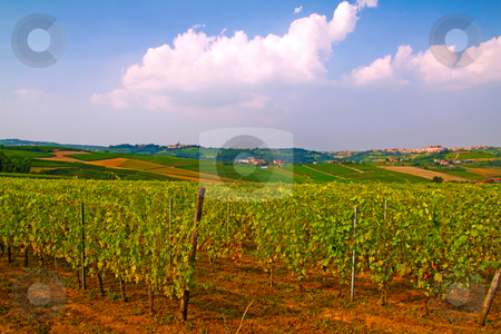 To use this stock image in your creative project, please select the size you need over to the right and click the "Add to Cart" button.
Your downloaded image will come with the Cutcaster watermark removed so don’t worry about the watermark you see on this page. Vineyard stock photo, Landscape of a vineyard under cloudy sky by Fabio Alcini