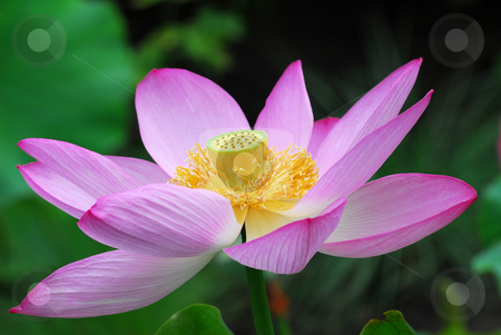 To use this stock image in your creative project, please select the size you need over to the right and click the "Add to Cart" button.
Your downloaded image will come with the Cutcaster watermark removed so don’t worry about the watermark you see on this page. Lotus Flower stock photo, Close up detailed picture of a pink lotus flower by Alain Turgeon