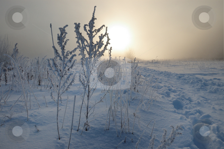 Frosty winter morning Frosty winter morning stock photo, Dawn frosty day in February, the fog and sun by Vladimir Blinov