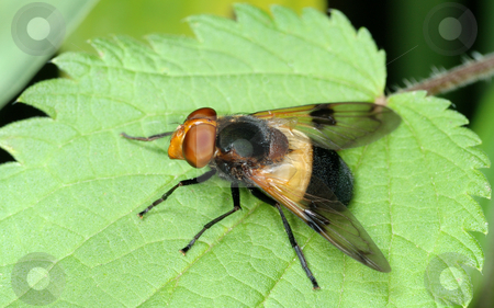To use this stock image in your creative project, please select the size you need over to the right and click the "Add to Cart" button.
Your downloaded image will come with the Cutcaster watermark removed so don’t worry about the watermark you see on this page. Fly on nettle leaf stock photo, Large black and yellow fly is sitting on a nettle leaf. by Vladimir Blinov