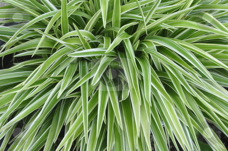To use this stock image in your creative project, please select the size you need over to the right and click the "Add to Cart" button.
Your downloaded image will come with the Cutcaster watermark removed so don’t worry about the watermark you see on this page. Green grass stock photo, Green grass by Udomsak Insome