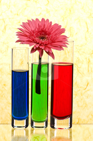 Gerbera Gerbera stock photo, Vases with multi-coloured water on yellow background by Salauyou Yury