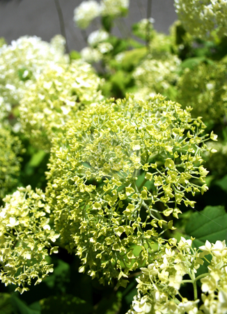 Green hydrangea Green hydrangea stock photo, Green Hydrangea flowers a green background. by Tatjana Keisa