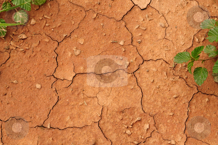 Crack Crack stock photo, Dry sand cracking up along with some greenery by Arvind Balaraman