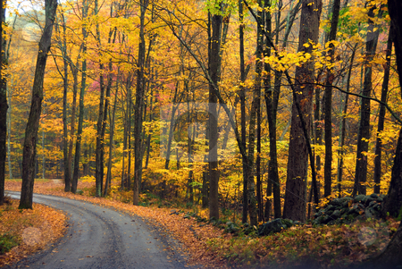 To use this stock image in your creative project, please select the size you need over to the right and click the "Add to Cart" button.
Your downloaded image will come with the Cutcaster watermark removed so don’t worry about the watermark you see on this page. Autumn Foliage stock photo, Reds Oranges and Yellow Autumn Foliage at full bloom by Arvind Balaraman