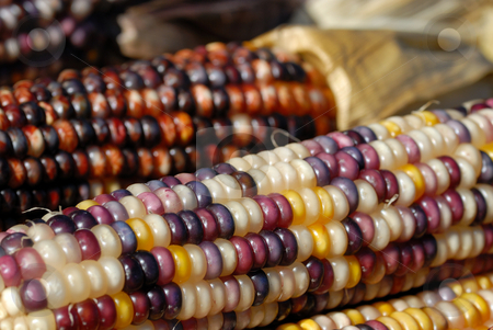 Indian Corn Indian Corn stock photo, Freshly harvested Indian corn on display at a market by Arvind Balaraman