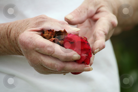 To use this stock image in your creative project, please select the size you need over to the right and click the "Add to Cart" button.
Your downloaded image will come with the Cutcaster watermark removed so don’t worry about the watermark you see on this page. Arthritic hands holding rose petails stock photo, Living with pain series. Senior woman with rheumatoid srthritis nodules on her hands holding rose petals. by suemack