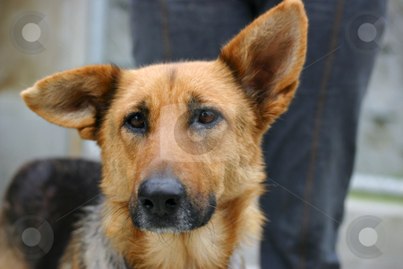 To use this stock image in your creative project, please select the size you need over to the right and click the "Add to Cart" button.
Your downloaded image will come with the Cutcaster watermark removed so don’t worry about the watermark you see on this page. Sad german shepherd dog stock photo, Homeless animals series. Sad looking german shepherd dog with a tatty damaged ear by suemack
