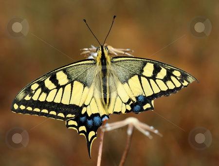 Swallowtail butterfly Swallowtail butterfly stock photo, Swallowtail butterfly with a damaged wing sits on a dry plant by Vladimir Blinov