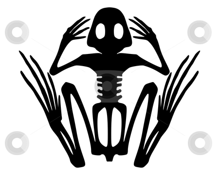 To use this stock image in your creative project, please select the size you need over to the right and click the "Add to Cart" button.
Your downloaded image will come with the Cutcaster watermark removed so don’t worry about the watermark you see on this page. Frog skeleton stock photo, Frog skeleton by Robert Biedermann